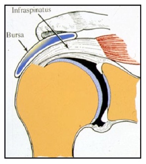 Les tendons de la coiffe des rotateurs