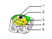 Le kyste synovial